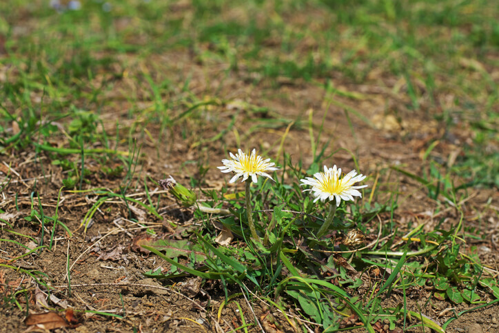 Weißer Löwenzahn - Araxacum albidum