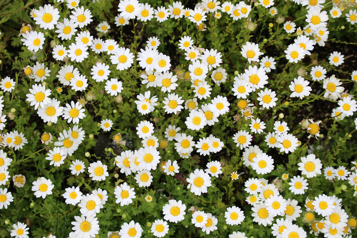 Weitere Wiesenblumen