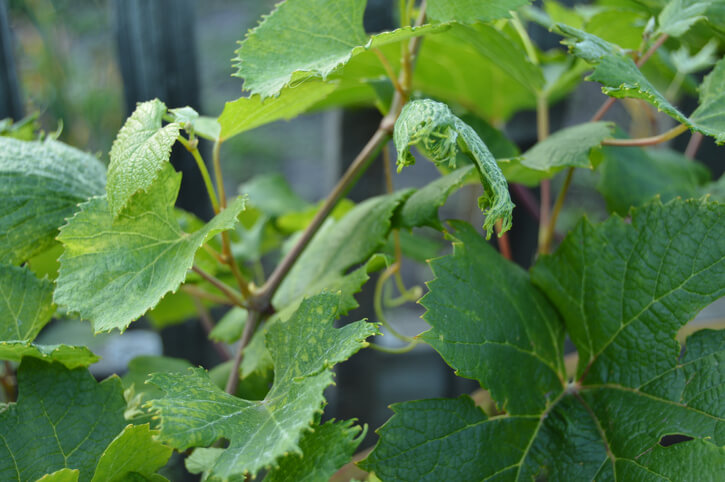 Wichtige Hinweise zum Ausgeizen