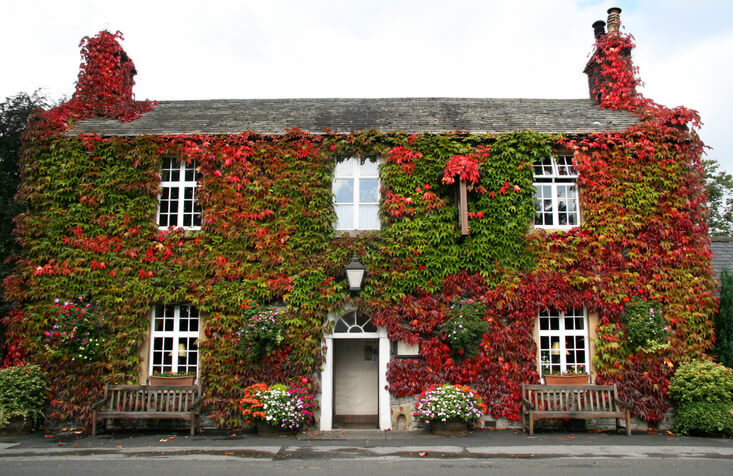 Wichtige Maßnahmen vor der Fassadenbegrünung