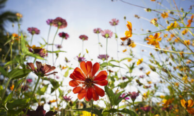 Wiesenblumen - Bestimmung verschiedener Pflanzen