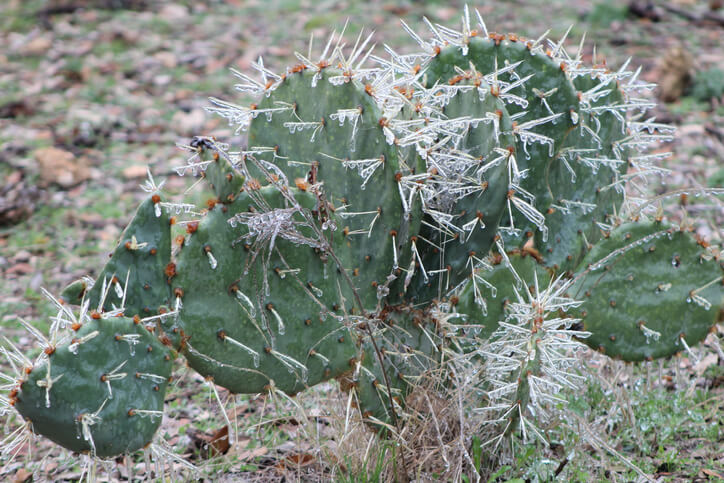 Winterharte Opuntien