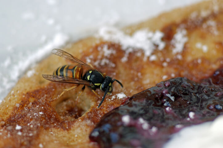 Wirkung von Kräutern auf Wespen