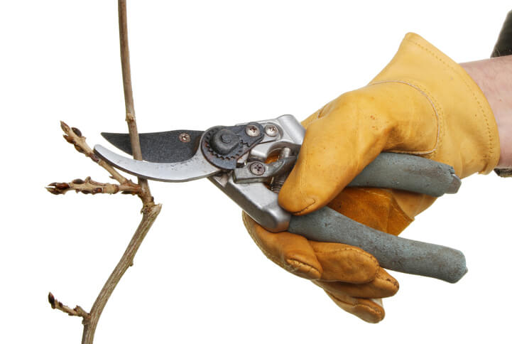 Wissenswertes zu veredelten Blauregen