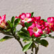 Wüstenrose - richtige Anzucht