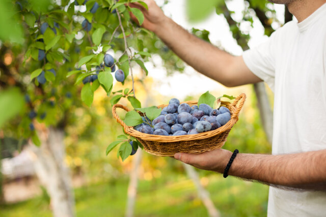 Zwetschgen - Wissenswertes zur Ernte