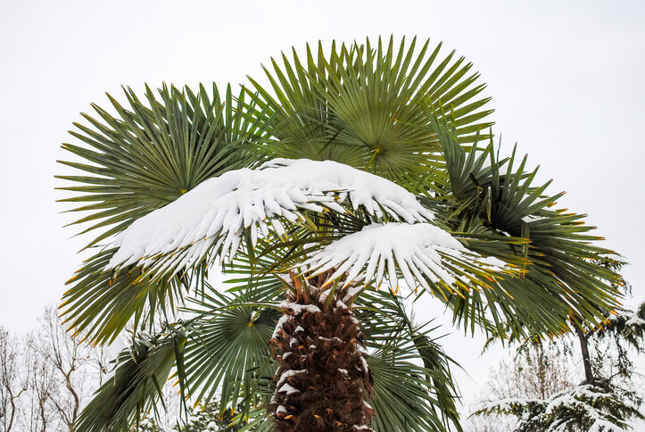 Zusammenbinden für die Überwinterung