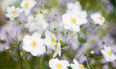 Anemonen - Unterschiede zwischen Knollen und Stauden