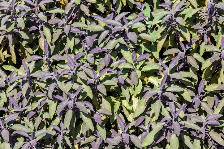 Aromatische Salbei-Sorten in der Übersicht