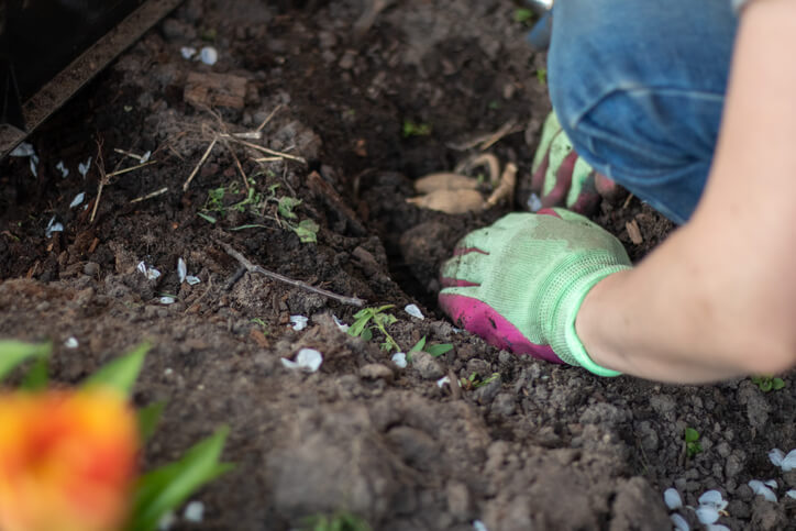 Dahlienknollen einsetzen