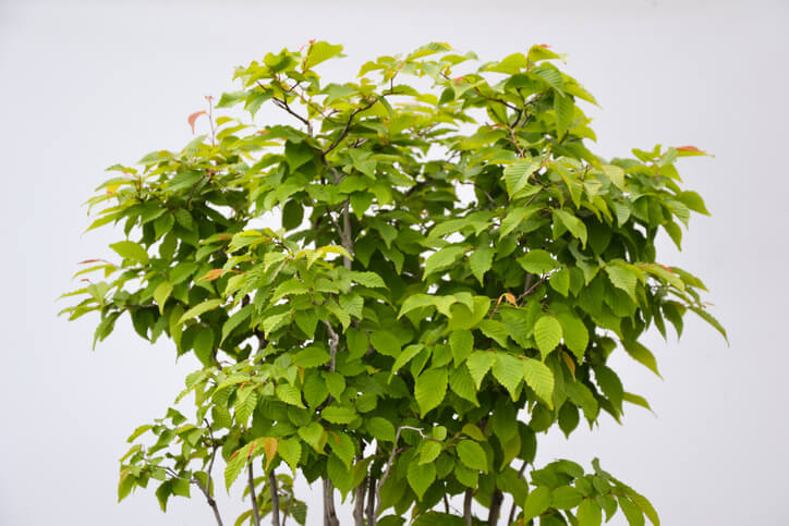 Der richtige Schnitt