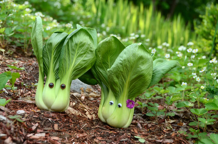 Die optimale Erntezeit