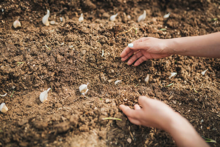 Die richtige Pflanzung