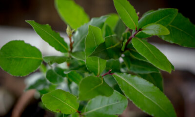 Echter Lorbeer (Laurus nobilis) - Anzucht aus Ablegern