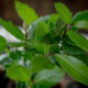 Echter Lorbeer (Laurus nobilis) - Anzucht aus Ablegern