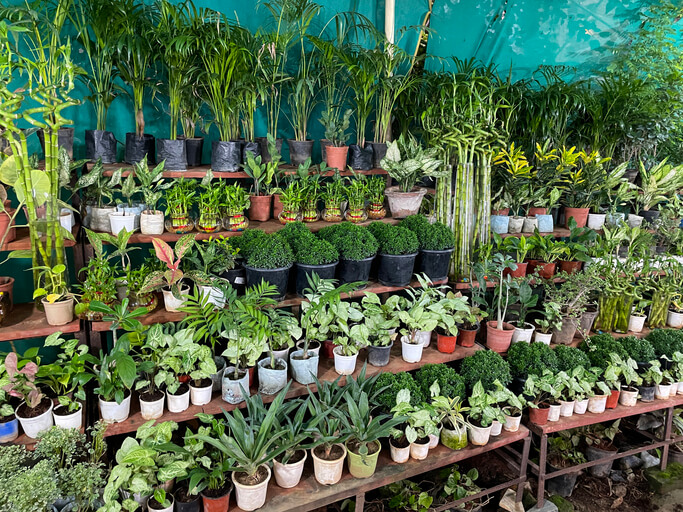 Kauf von Glücksbambus