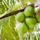 Kokosnüsse - wann, wo und wie werden die Früchte geerntet