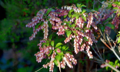 Lavendelheide - Tipps zur Überwinterung