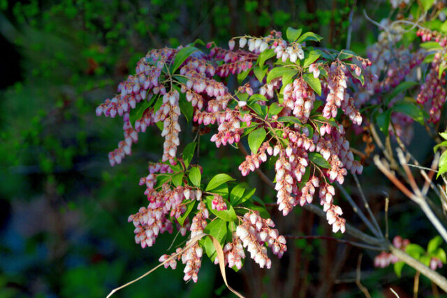 Lavendelheide - Tipps zur Überwinterung