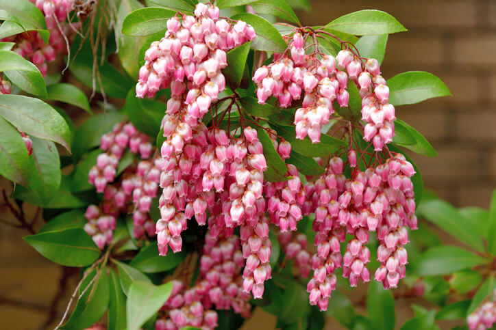 Lavendelheide Winterschutz für Kübelpflanzen