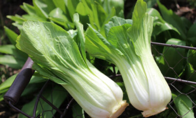 Pak Choi - Erntezeit, Vorgehen und Lagerung