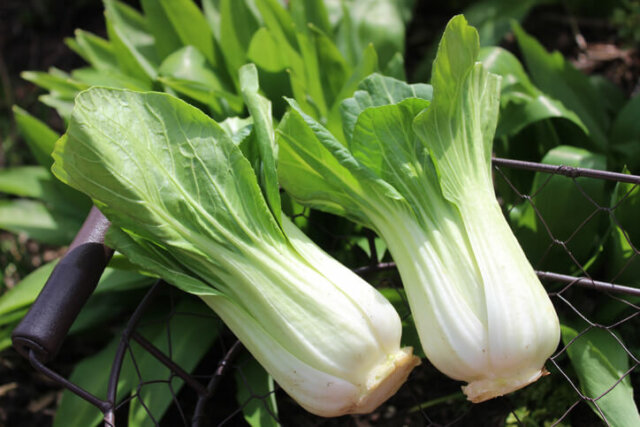Pak Choi - Erntezeit, Vorgehen und Lagerung