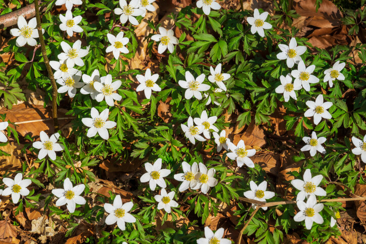 Pflegebedürfnisse der Anemonen-Arten