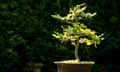 Rotbuchen - Erziehung als Bonsai