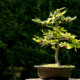 Rotbuchen - Erziehung als Bonsai