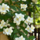 Sommerjasmin - alles Wissenswerte zur Pflege