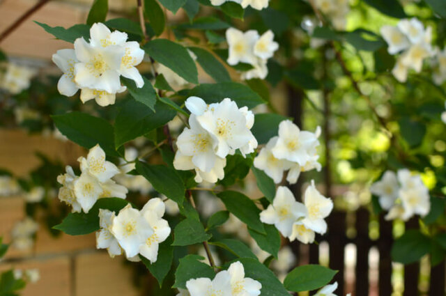 Sommerjasmin - alles Wissenswerte zur Pflege