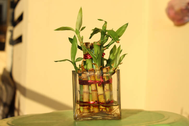 Überprüfung der Wasser- und Nährstoffzufuhr