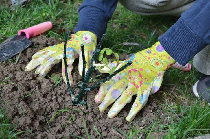 Veredelungsunterlage pflanzen