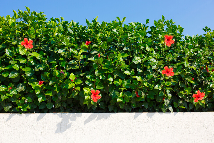 Wie wird eine Hibiskus Hecke gedüngt