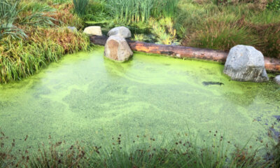 Algen - diese Wasserpflanzen halten Ihren Teich algenfrei!