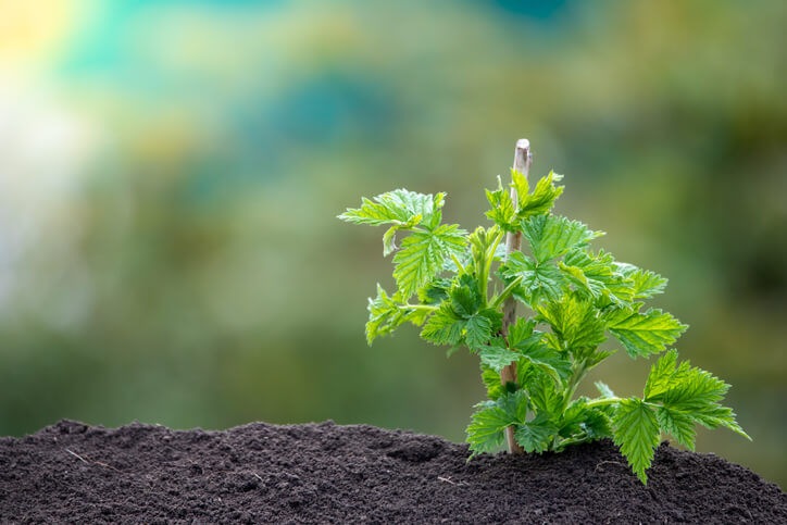 Auspflanzen von Himbeeren