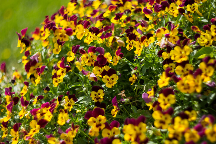 Beliebte zweifarbige Hornveilchen