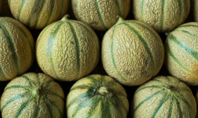 Charentais-Melone - Eigenschaften und richtiger Anbau