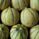 Charentais-Melone - Eigenschaften und richtiger Anbau