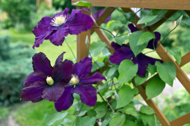 Clematis-Spalier - kreative Ideen für den Eigenbau