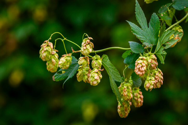 Das Aussehen der Hopfenranken