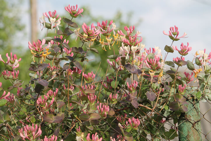 Das Geißblatt für Gärten, Terrassen und Balkone