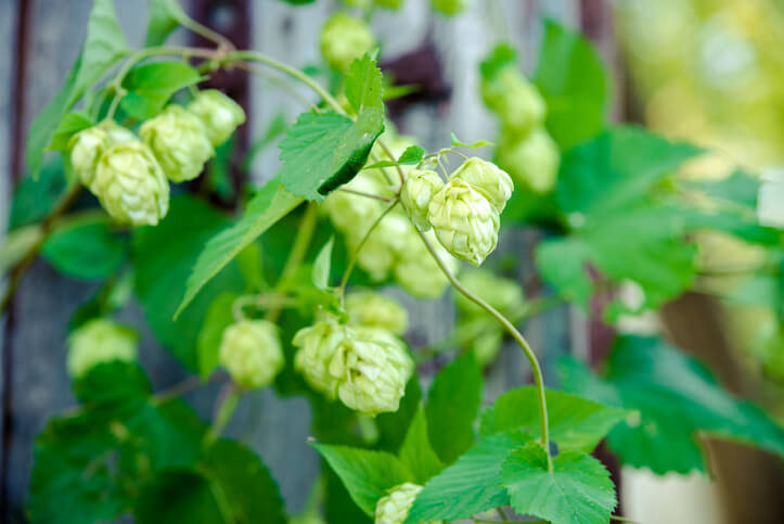 Das Wachstum von Hopfen