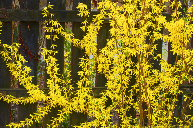 Forsythien - Vermehrung über Stecklinge
