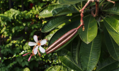 Frangipani (Plumeria) - Anzucht aus Samen