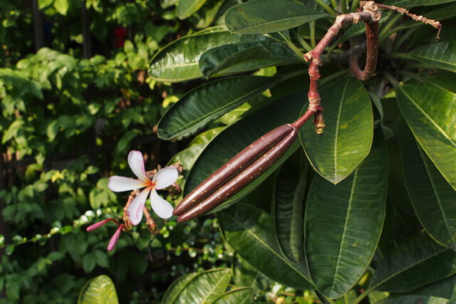 Frangipani (Plumeria) - Anzucht aus Samen
