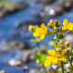 Gauklerblumen - Pflanz- und Pflegetipps für Teichpflanzen