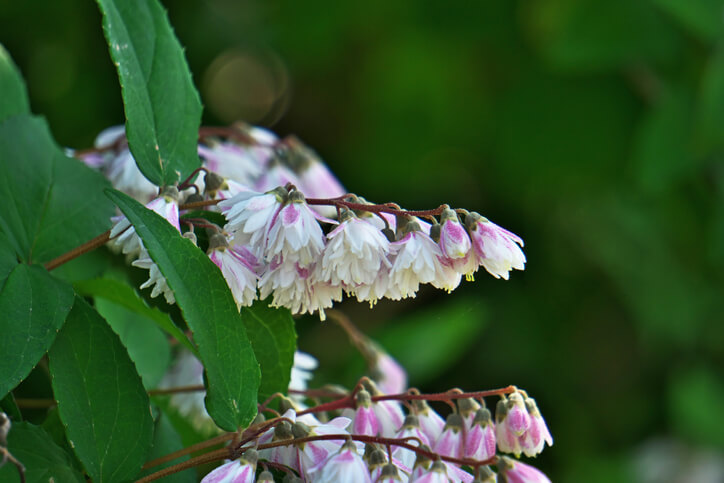 Gefüllter Sternchenstrauch - Deutzia scabra 'Plena'