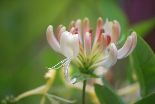 Geißblatt - Kultur im Kübel