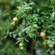 Granatapfel - Ratgeber zur Pflanzung